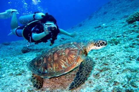 Plongée sous marine en Martinique                                               