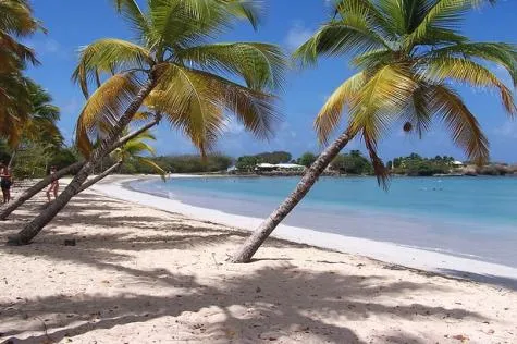 La découverte de la Martinique ?                                           