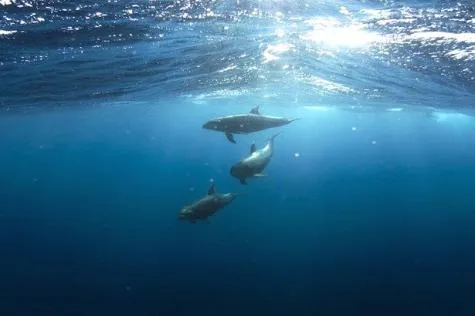 A la découverte des dauphins en Martinique                                      