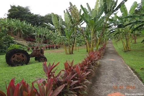 Musée de la banane en Martinique                                                