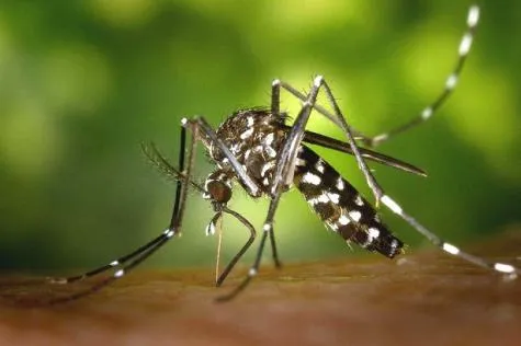 Le zika aux Antilles: tout ce qu'il faut savoir                                 