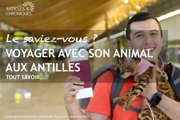 Voyager avec son animal aux Antilles