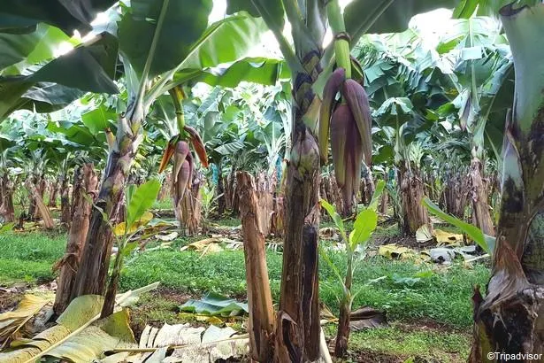 Découvrir une plantation de bananes en Guadeloupe                               