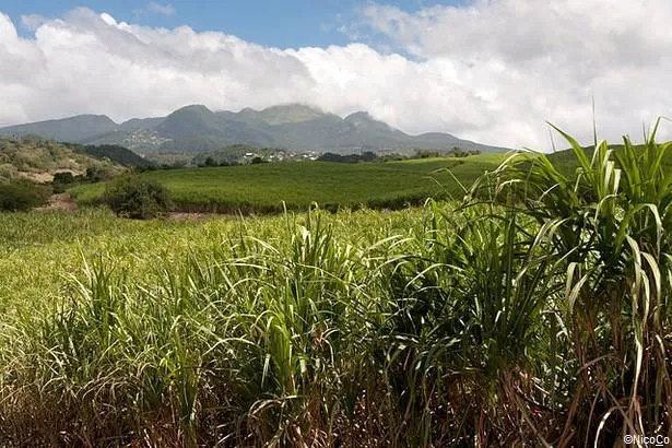 Culture sucrière en Guadeloupe                                                  