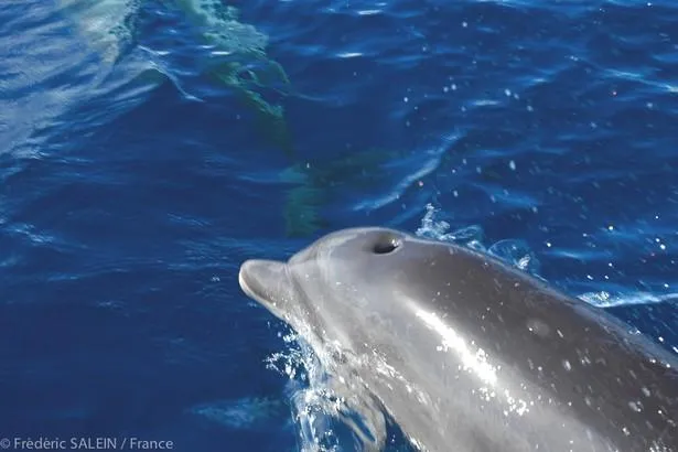 Sortie dauphins en Martinique                                                   