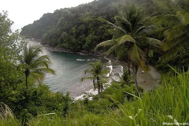 La Dominique, un goût de paradis                                                