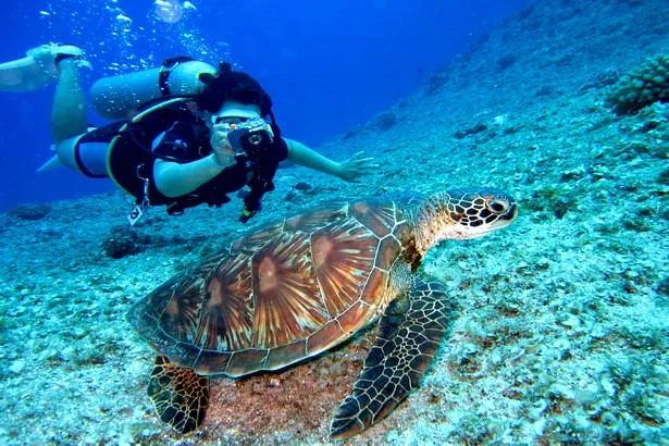 Plongée sous marine en Martinique                                               