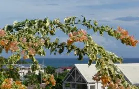 Rosazur, villa créole dans son écrin fleuri. Piscine au sel. Plage à 800m.