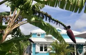 Villa 8 pers Ti Case Doudou. Rte touristique - St François 